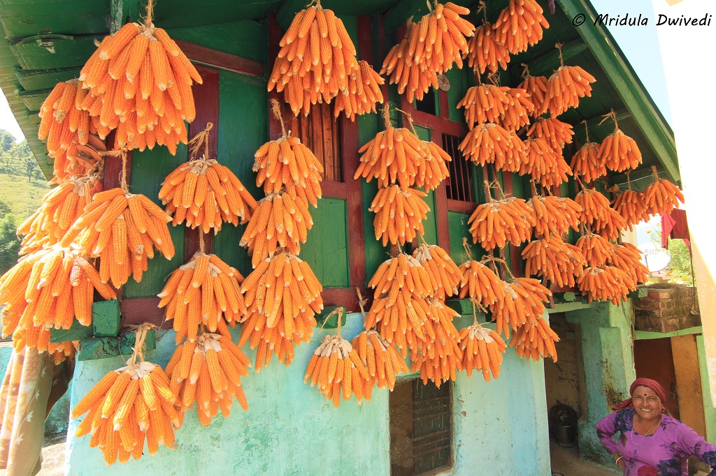 corns-village-bhatoli