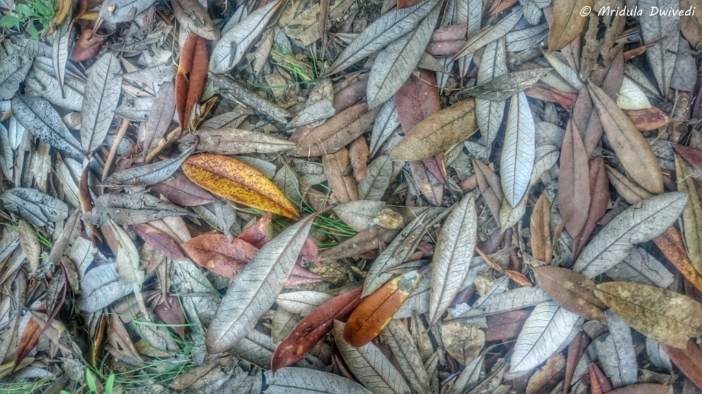fallen-leaves-mussoorie