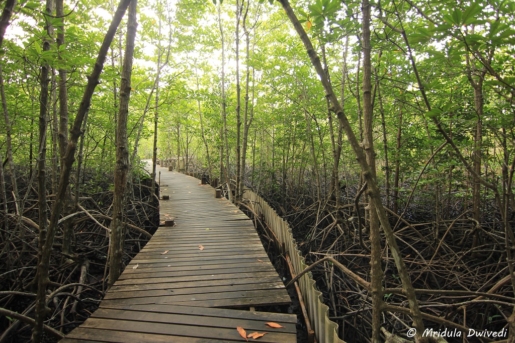tung-prong-tong-mangrove-forest