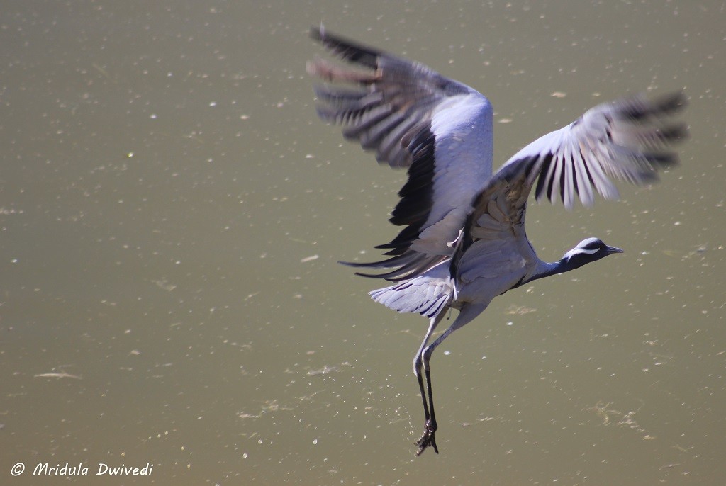 demoiselle_crane-flight-guda-bishnoi