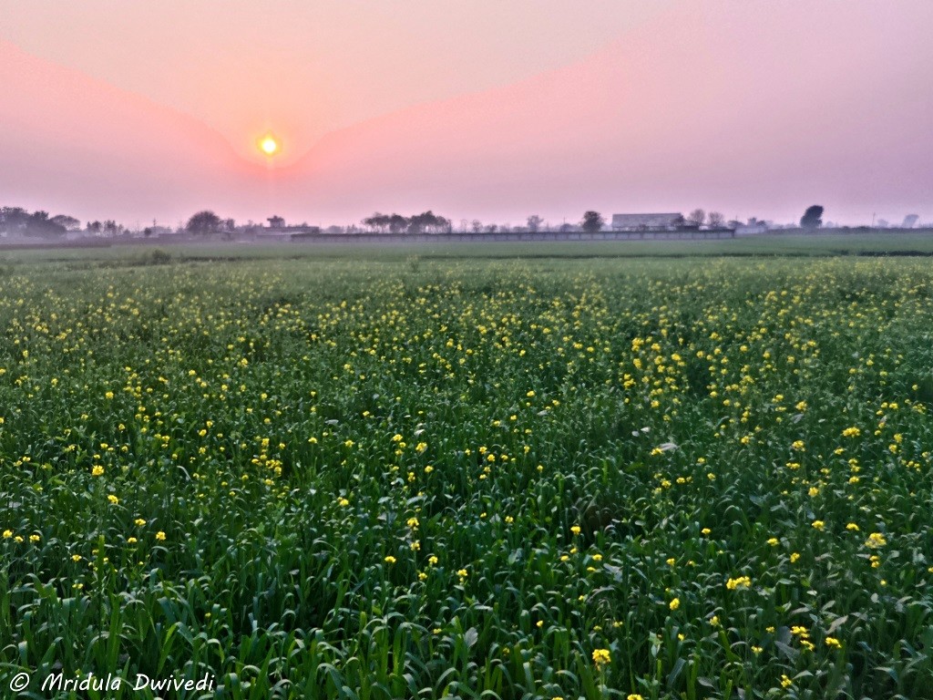 sarson-ke-khet-sanghol