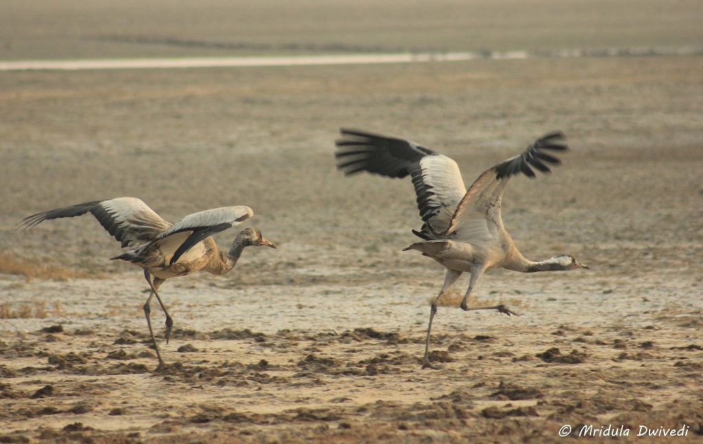 common-cranes-lrk