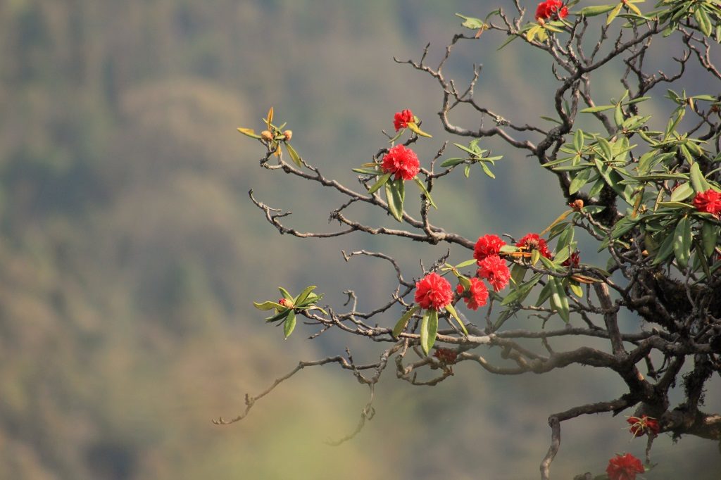 beautiful-rhododendron-flower