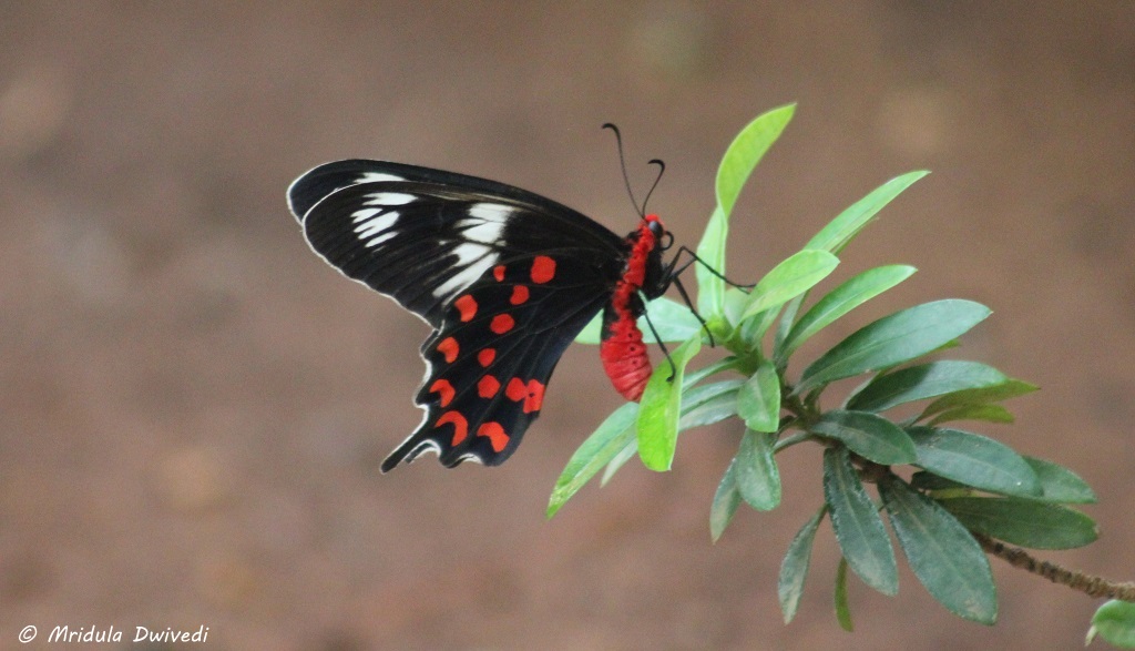 butterfly-kairali-ayurvedic-village