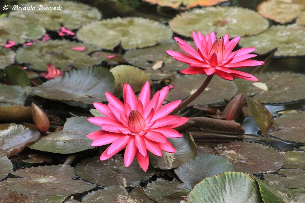water-lily-kairali-ayurveda