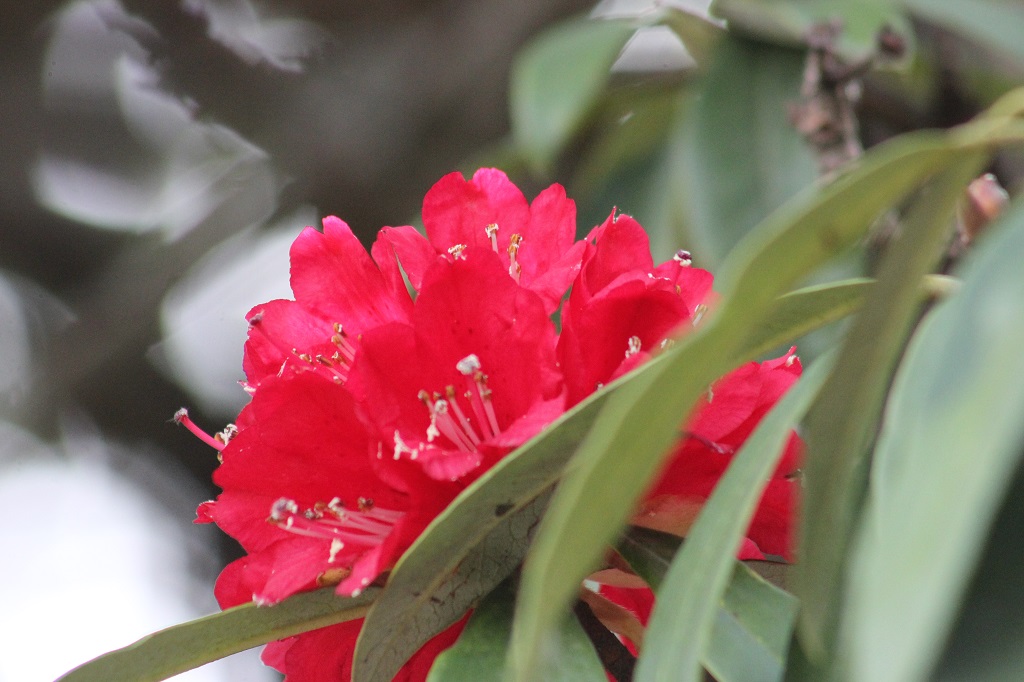 red-rhododenron