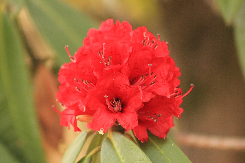 rhododendron-flower