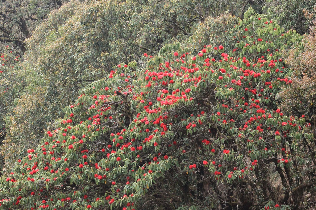 rhododenron-tree-bloom