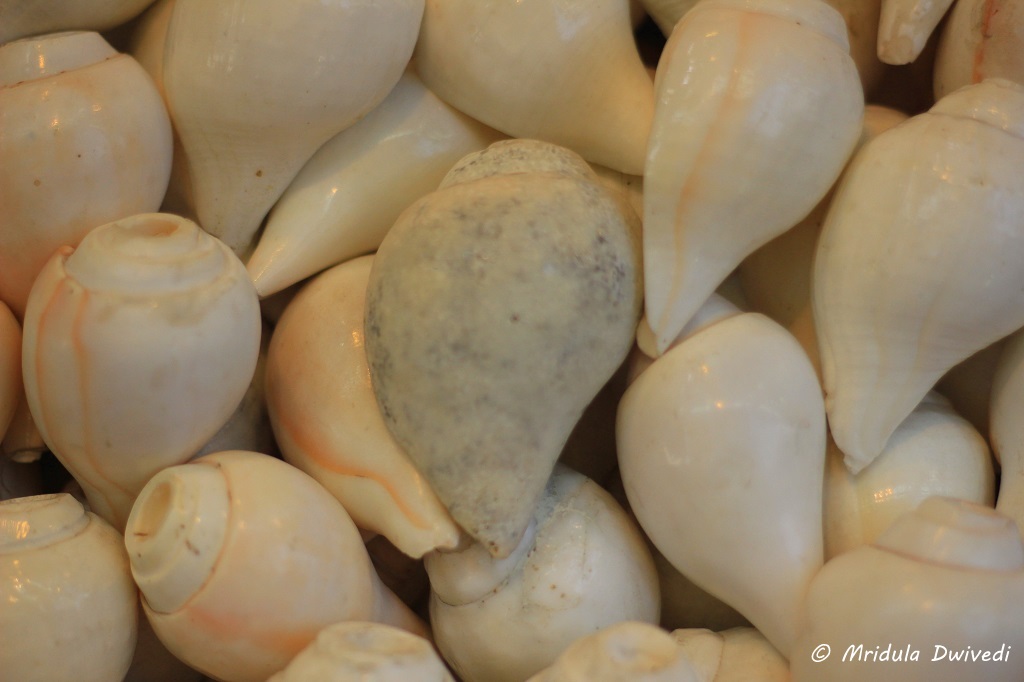 conch-shells