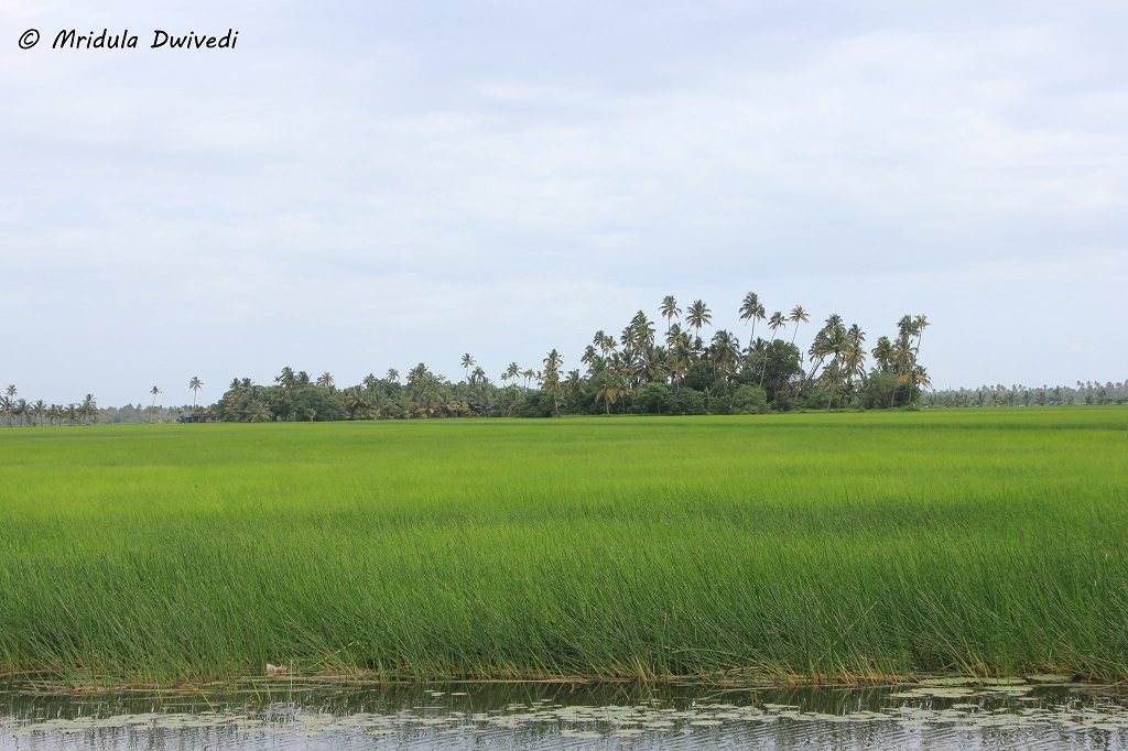 lush-green-kerala
