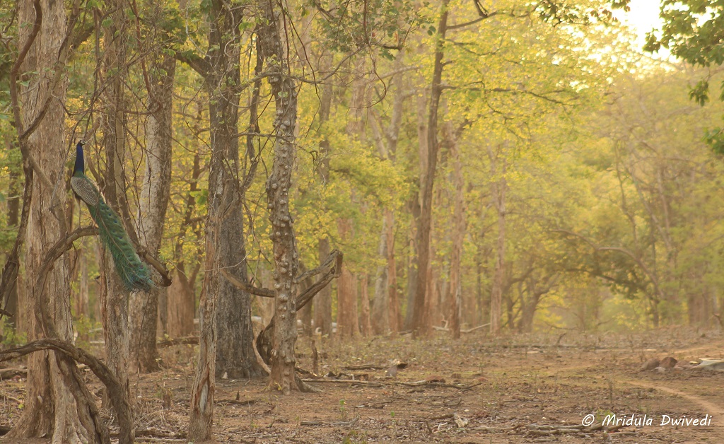 pench-national-park