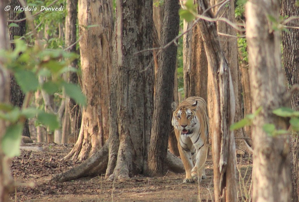tiger-pench-national-park