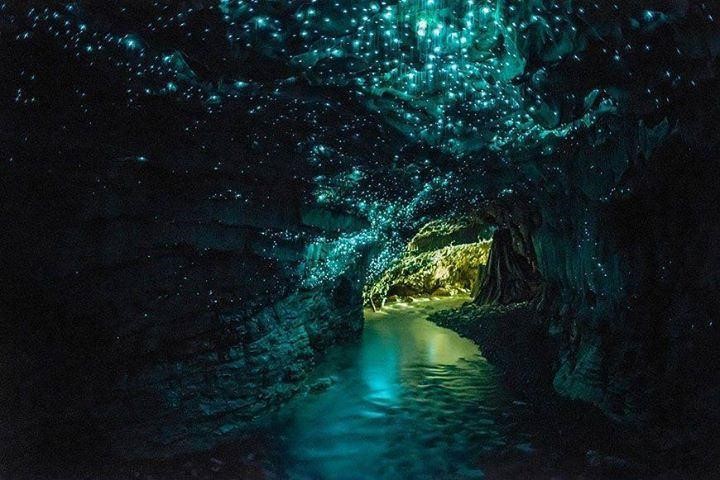gloworm-caves-new-zealand