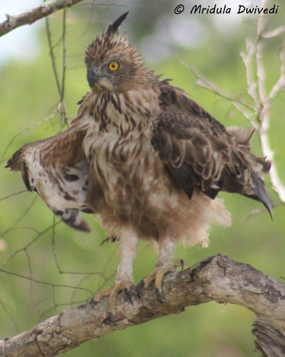 crested-hawk-eagle