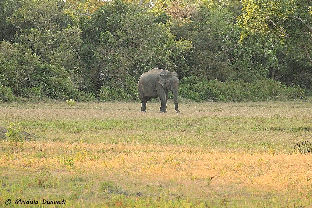 elephant-kumana-national-park