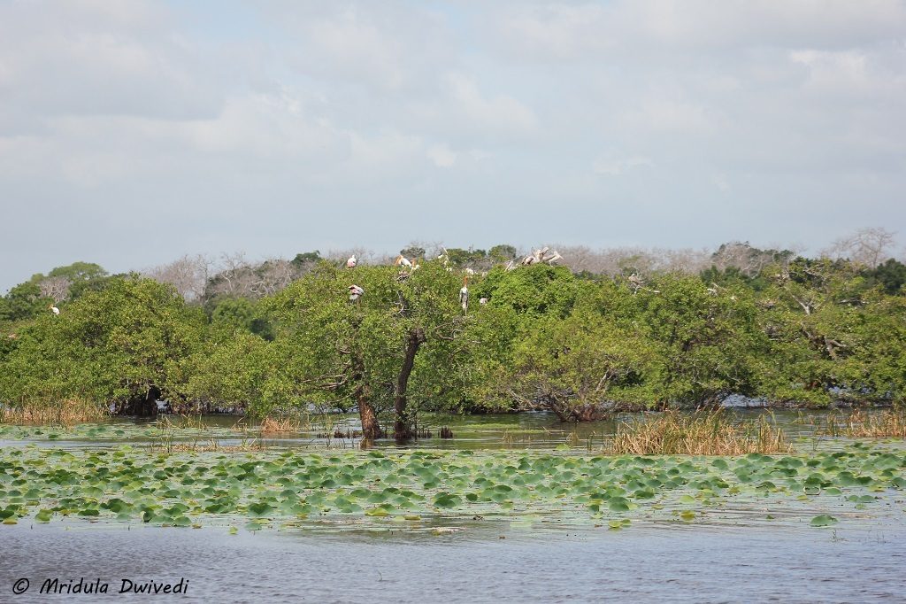 kumana-national-park