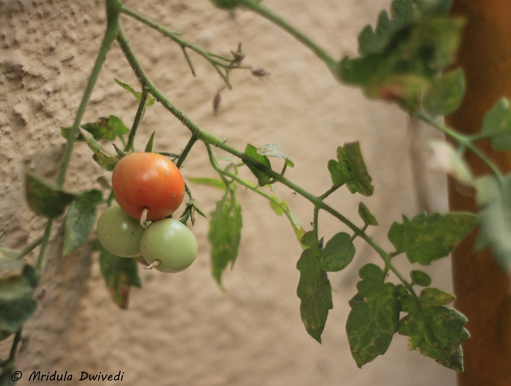 tomato-plant