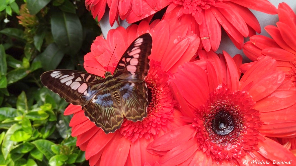butterfly-garden-changi