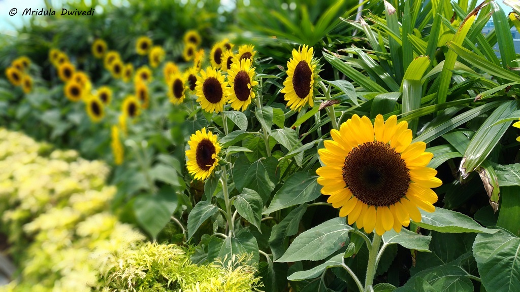 sunflower-garden-changi