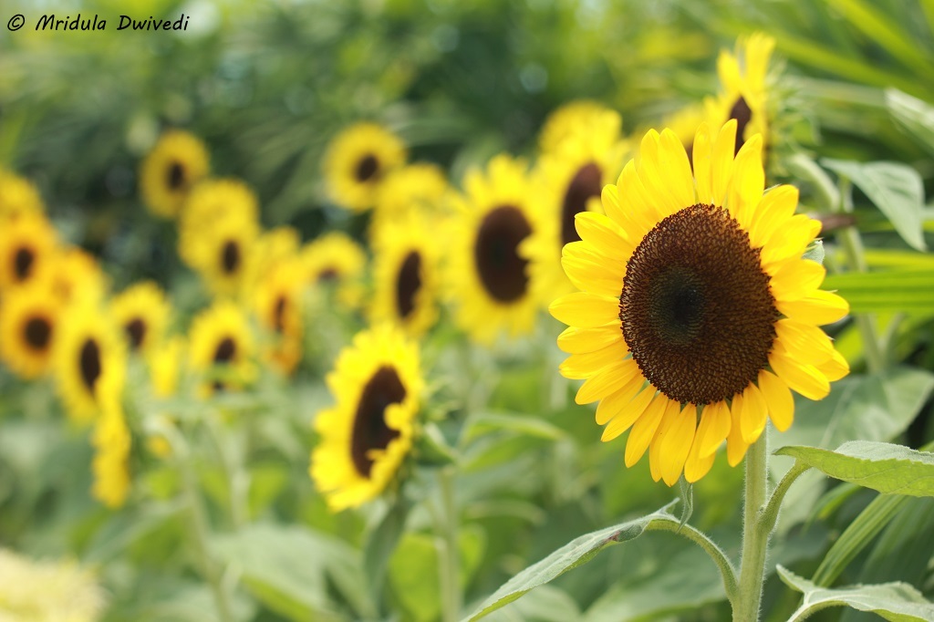 changi-sunflower-garden-t2