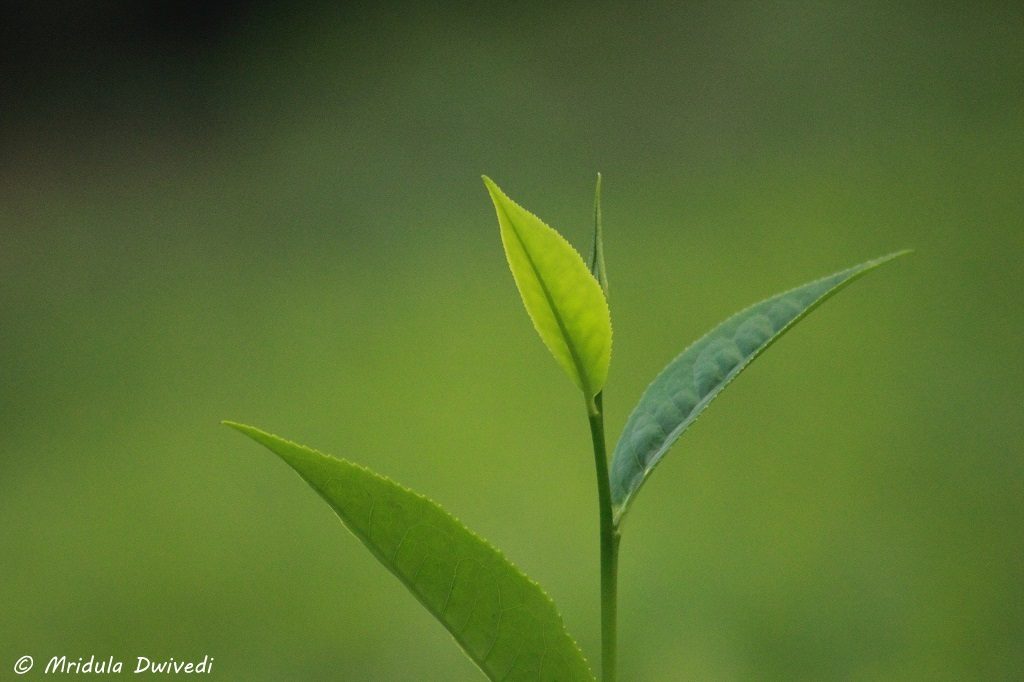 tea-pepper-trail-wayanad