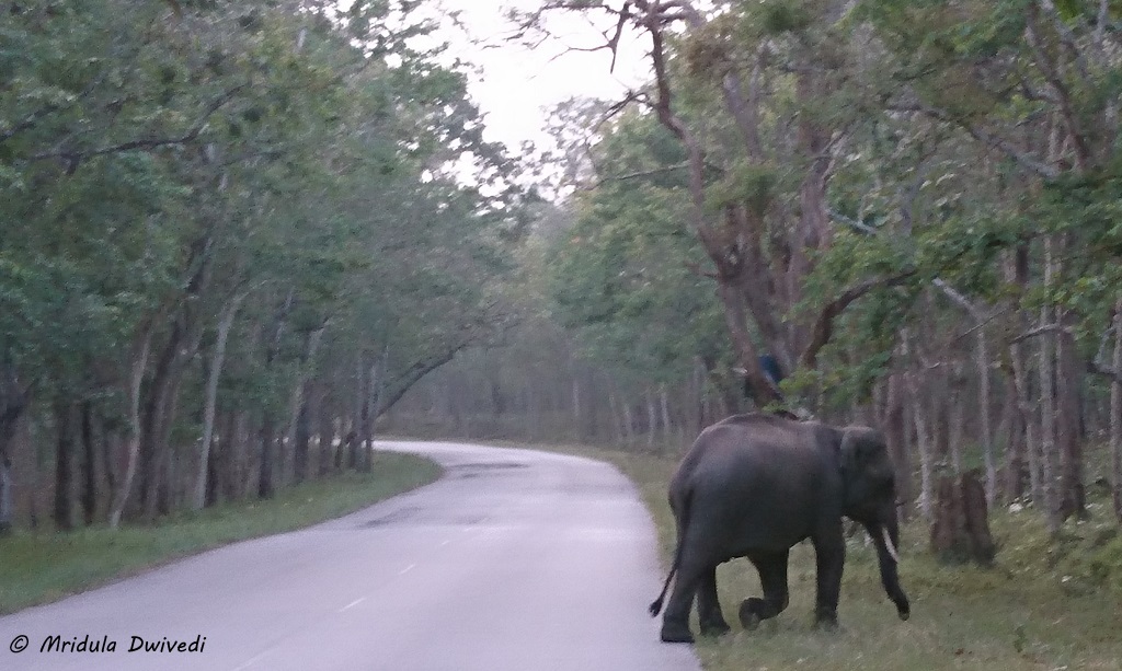 elephants-wayanad