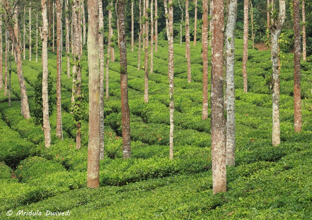 tea-plantation-wayanad