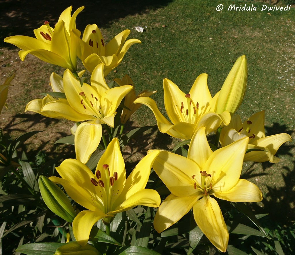 yellow-asiatic-lilies