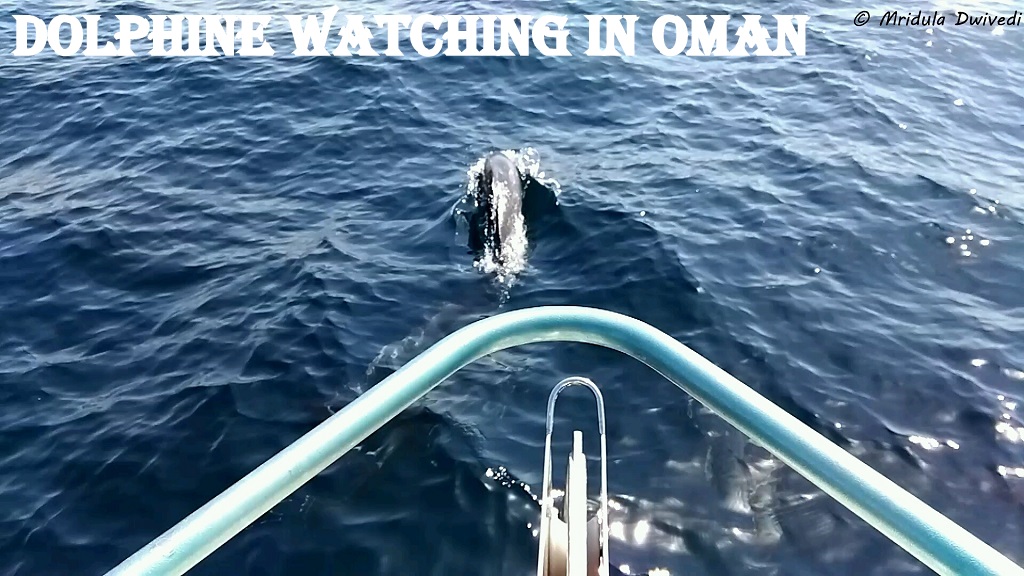 dolphin-watching-oman