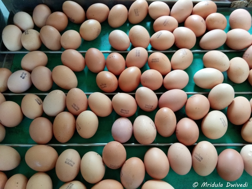 fresh-eggs-celler-la-vinyeta