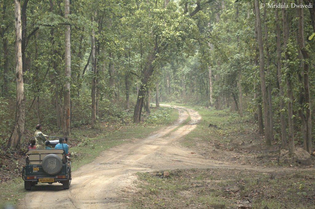 jungle-safari-india