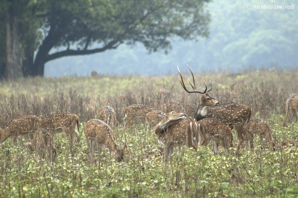 deer-kanha-national-park