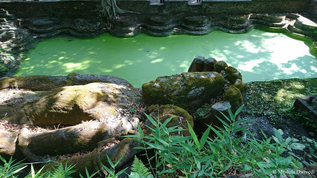 Bandhavgarh National Park, Madhya Pradesh, India