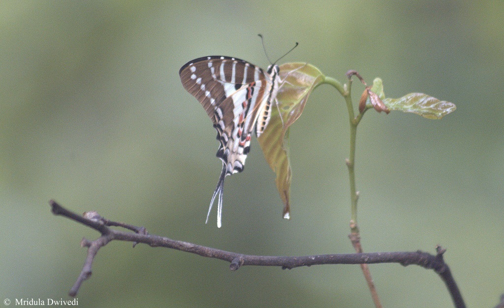 spot-swordtail-butterfly