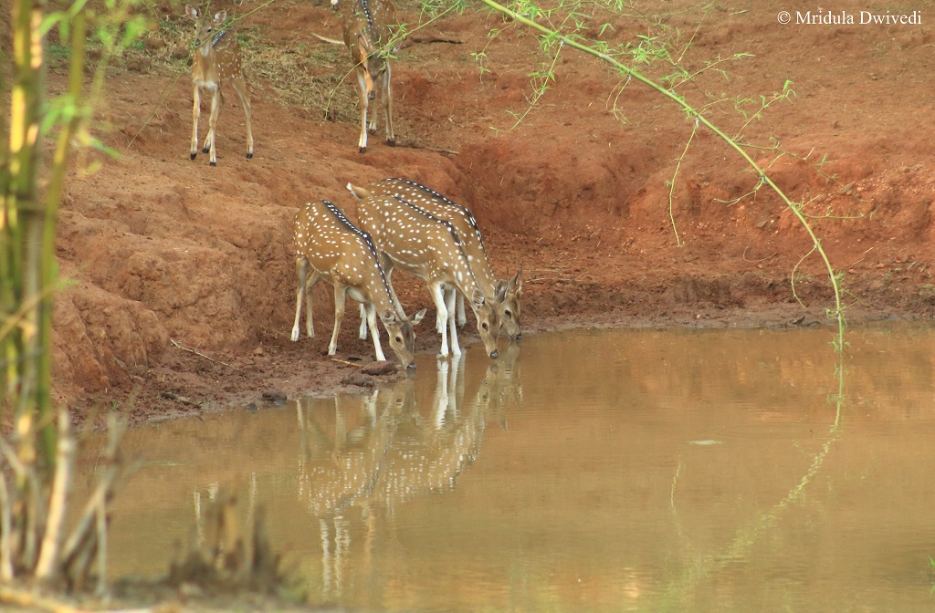 spotted-deer-bandhavgarh
