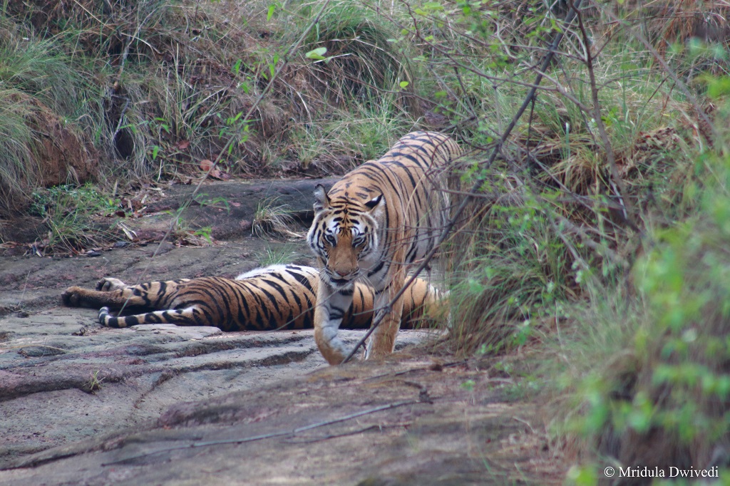 tigress-bandhavgarh