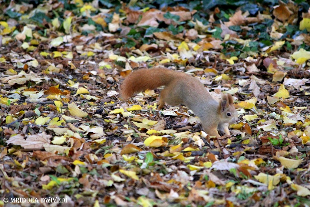 A squirrel at the Margret Island in Budapest, Hungary