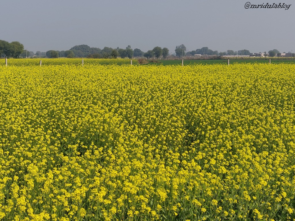 Flowering Mustard Field
