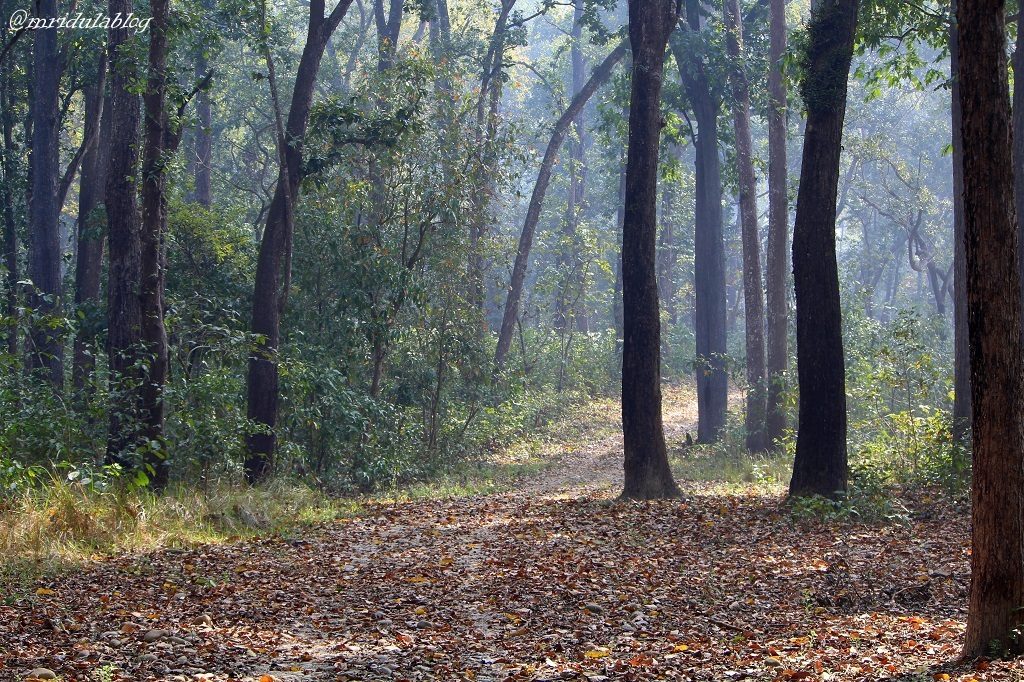 chitwan-national-park