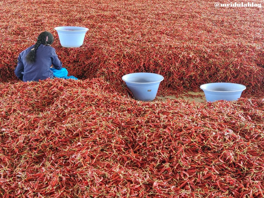 guntur chilli market