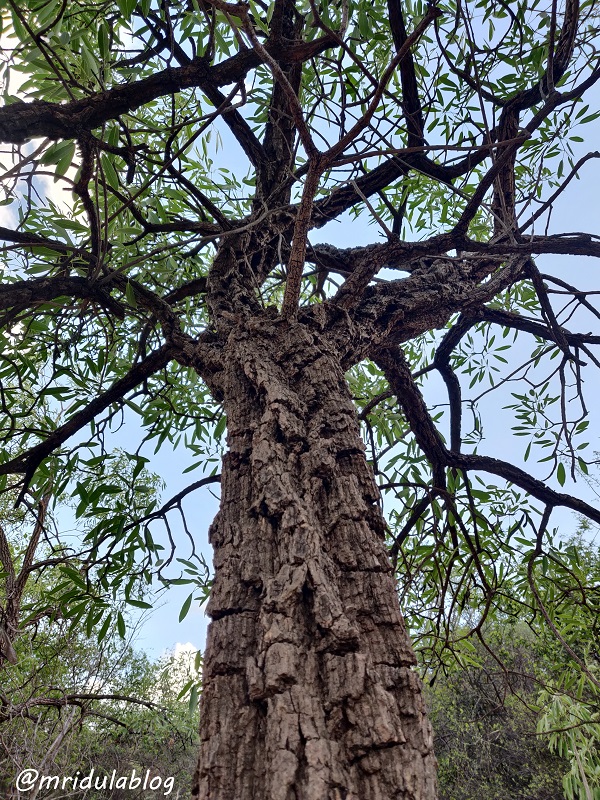 KBR park, Hyderabad