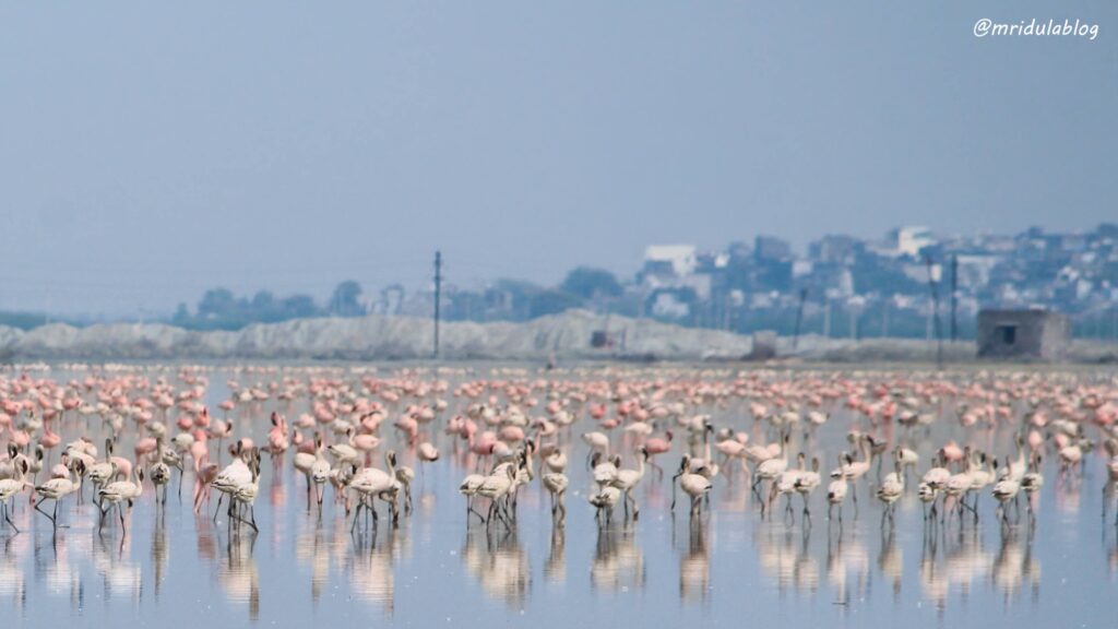 Flamingos at Sambhar Lake